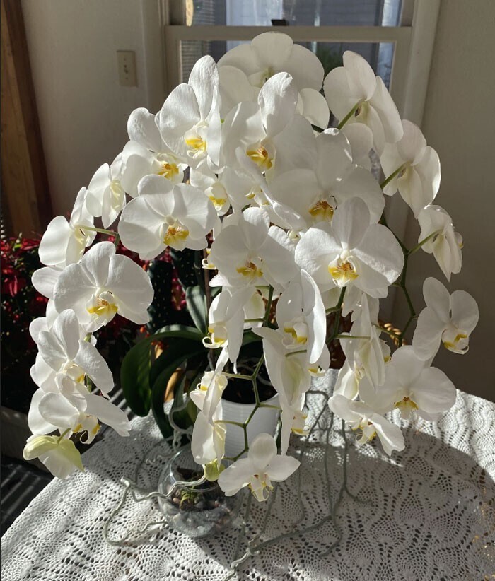 12. "Купила бабушке орхидею в продуктовом магазине 3 года назад на День матери. Сейчас у нее 45 цветков"