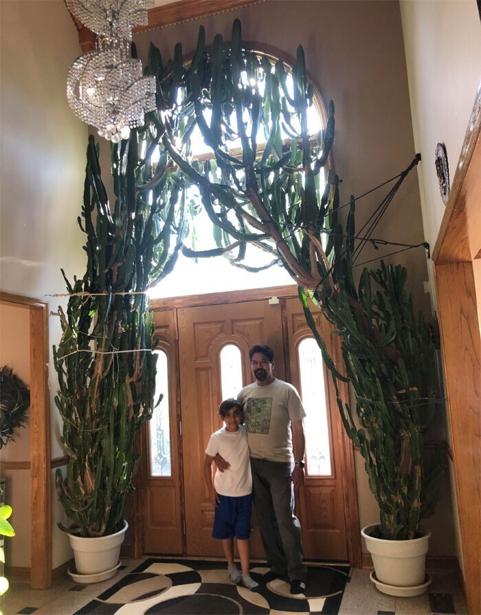 13. "35-летний пустынный кактус-свеча (Euphorbia Acrurensis), живет в доме моего дяди"