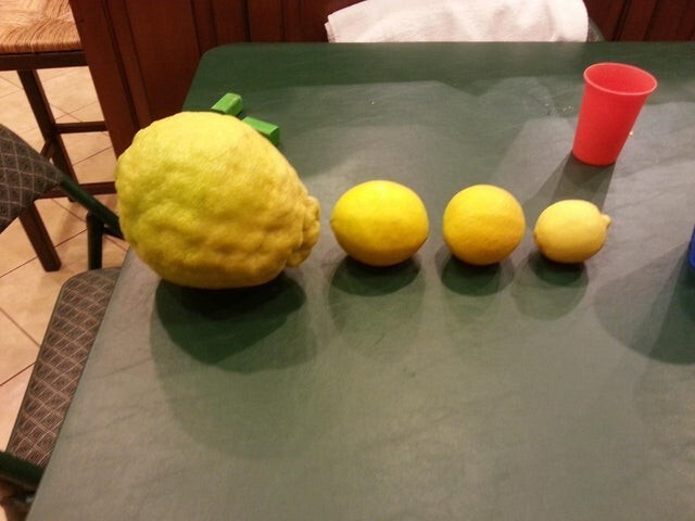 "Моя тетя вырастила легендарный лимон"