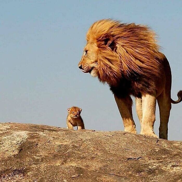 Львенок с папой