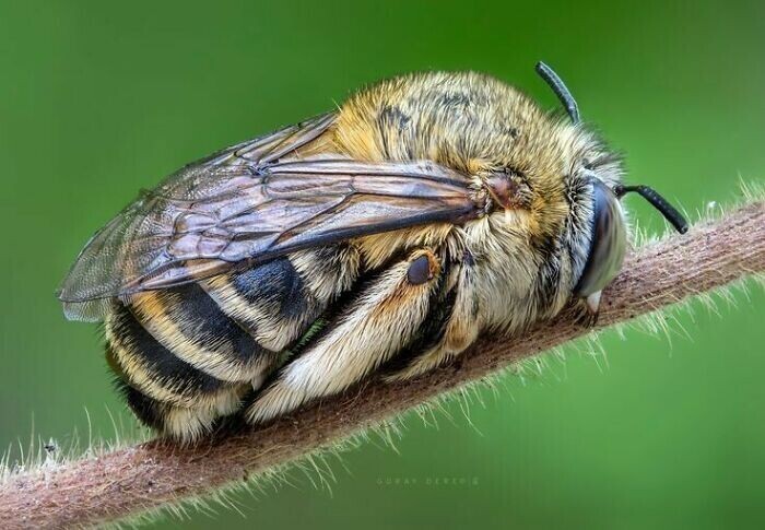 Спящая пчелка