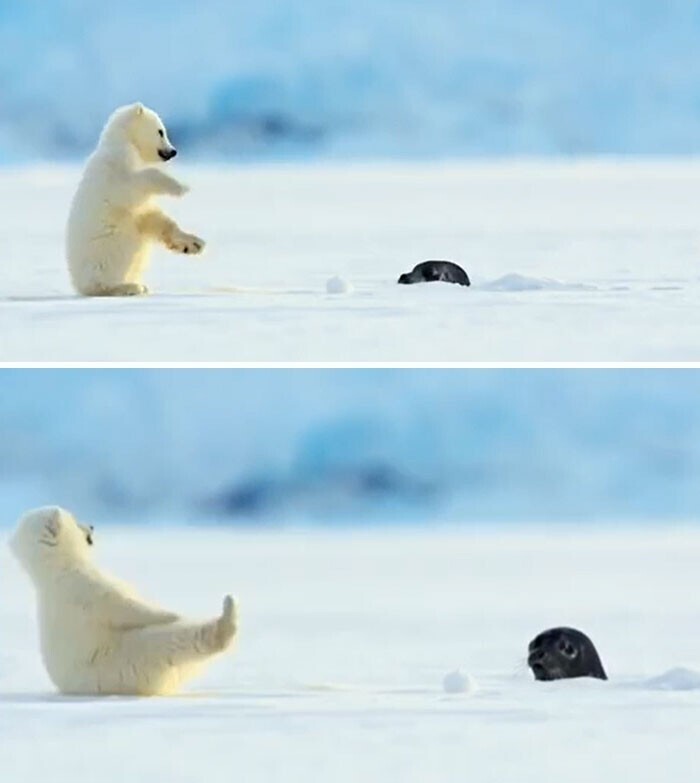 Тюлень напугал маленького белого медвежонка