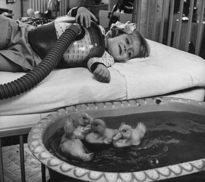Один из первых примеров использования животных для терапии. Девочка с полиомиелитом наблюдает за утятами во время лечения