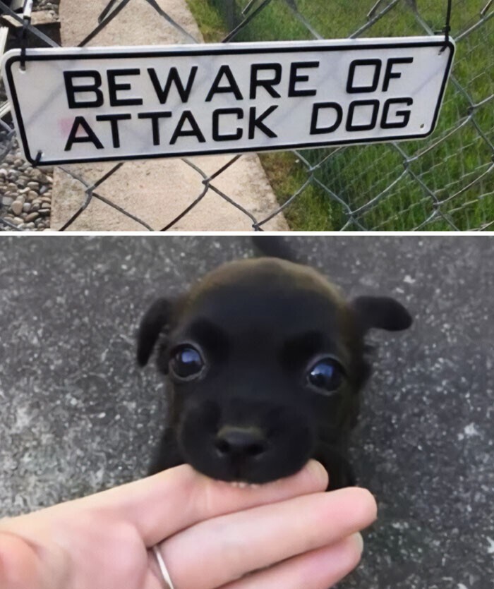 "Осторожно, злая собака!"