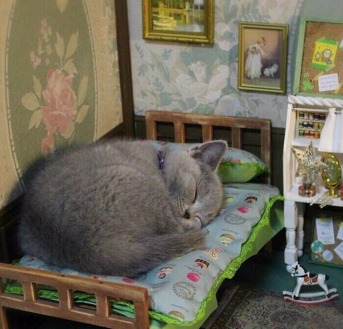 Котенок в своем мини-домике