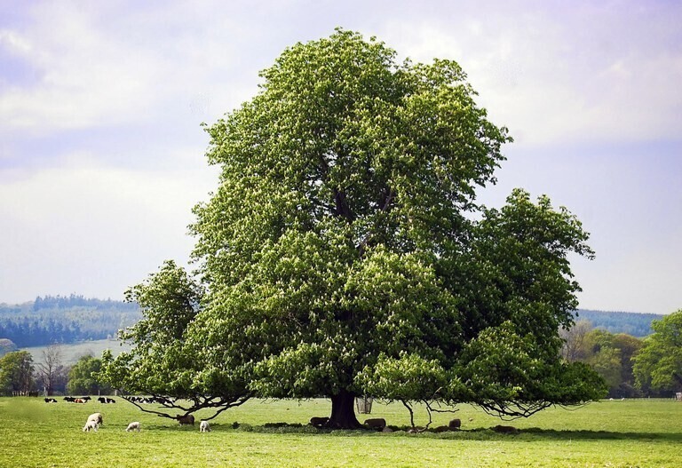 6. Биологи собираются восстановить американский каштан - быстрорастущее, устойчивое к гниению и холодам дерево с очень питательными плодами