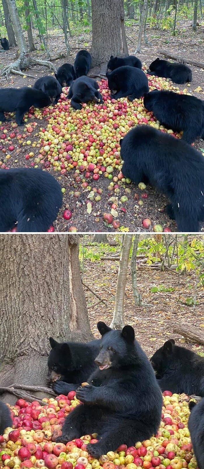 Просто мишки, которые наслаждаются яблочками в лесу