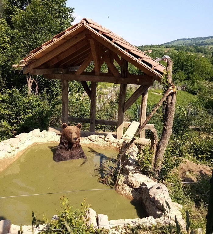 "Я волонтер в заповеднике медведей в Хорватии. Сфоткала этого приятеля в грязевой ванне"