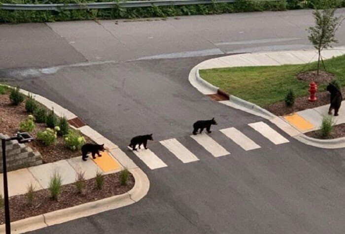 Даже медведи используют пешеходные переходы