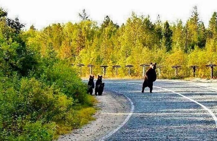 Медведица проверяет дорогу перед тем, как переходить ее с малышами