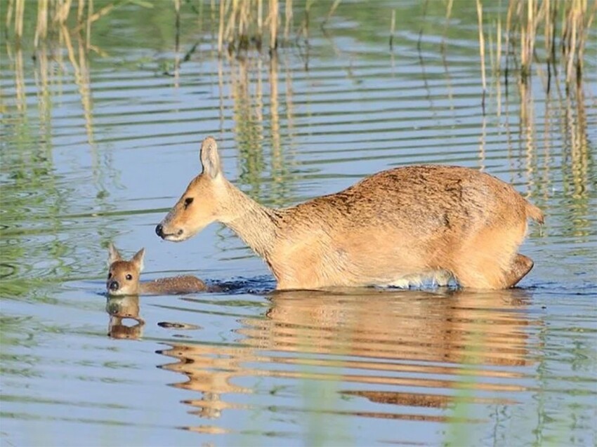 Водяной олень: Нормальные олени дерутся рогами, а саблезубые дерутся с помощью длинных клыков!