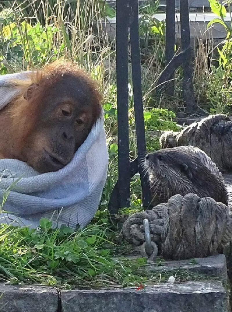 Перетягивание каната в исполнении орангутана и семейства выдр