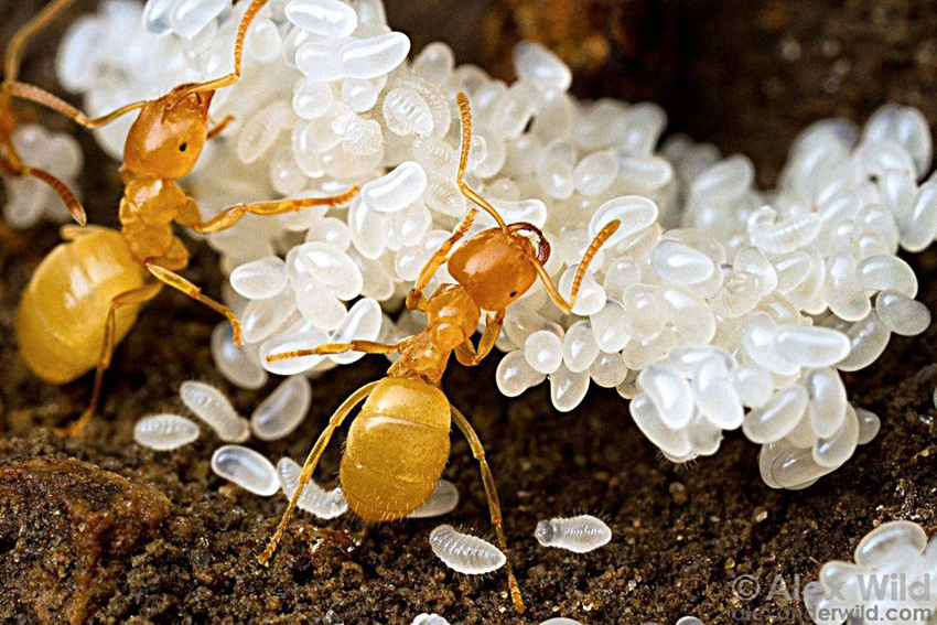 Муравейник никогда не спит. Как переживают зиму муравьи в наших широтах?
