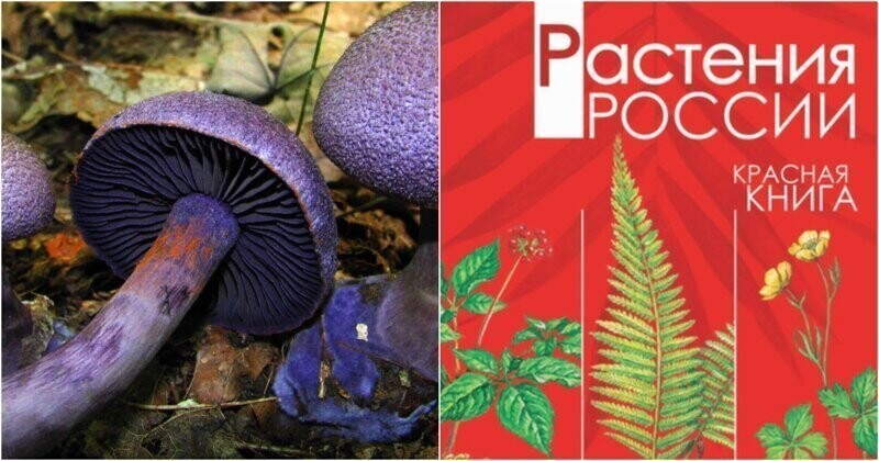 Самые необычные грибы из Красной книги России