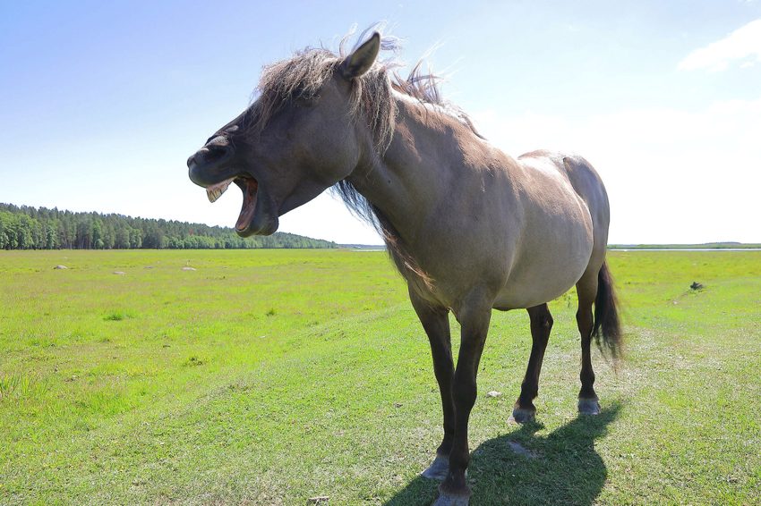 Тарпан: Древняя лошадь, которая не существовала. Отечественный мустанг с очень запутанной историей