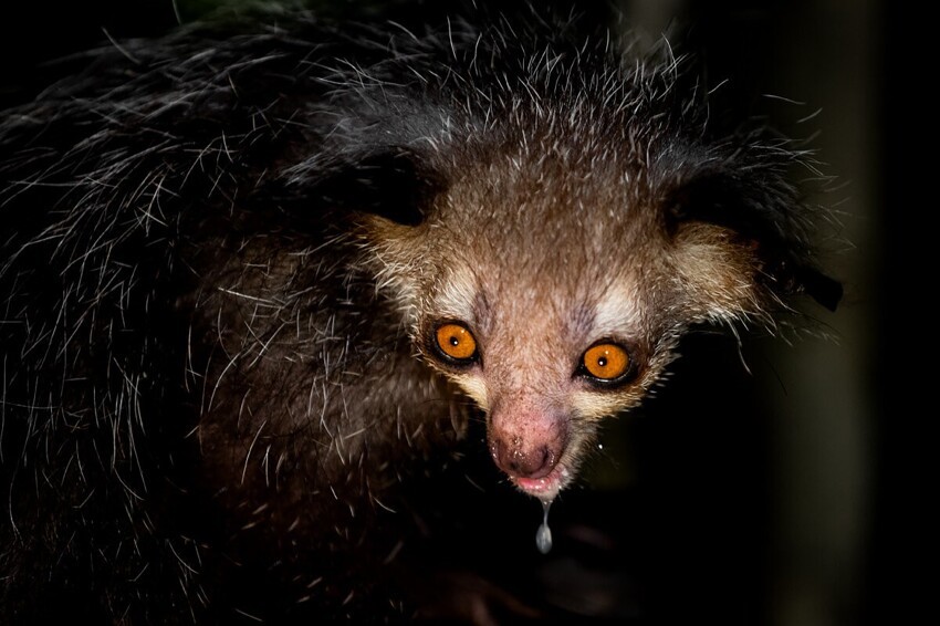 Ай-ай: Жители Мадагаскара боятся произносить его имя и верят, что зверь несёт погибель. Неужели только из-за внешности?