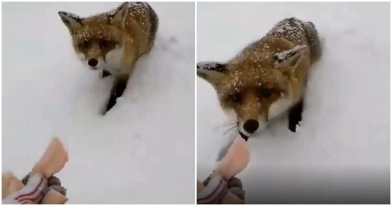 Неудачная попытка покормить дикую лису с рук