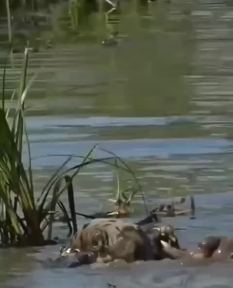 Ягуар в напряжённой подводной схватке 