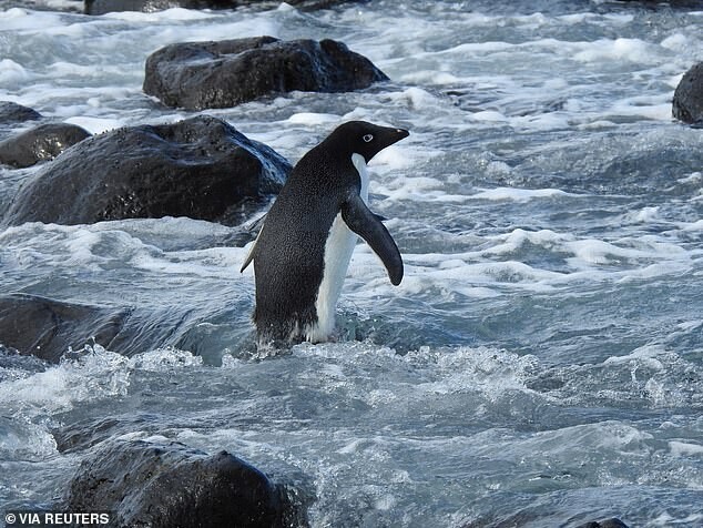 Антарктический пингвин случайно преодолел 3000 км и очутился в Новой Зеландии