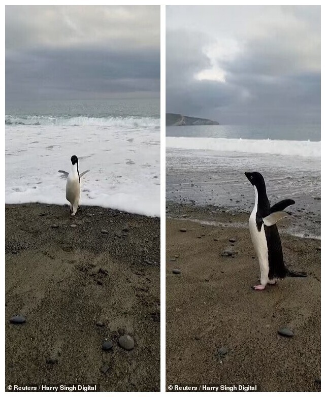 Антарктический пингвин случайно преодолел 3000 км и очутился в Новой Зеландии