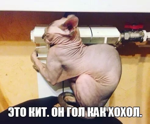 Не обижайте котика