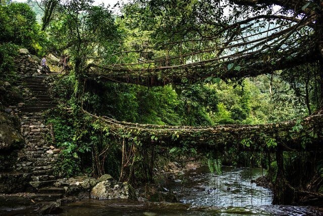 11. Мосты из каучуковых фиговых деревьев в Мегхалае, Индия