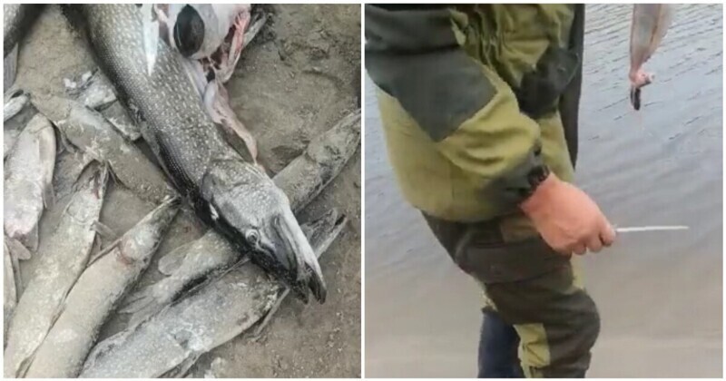 Рыбак поймал щуку с ондатрой внутри