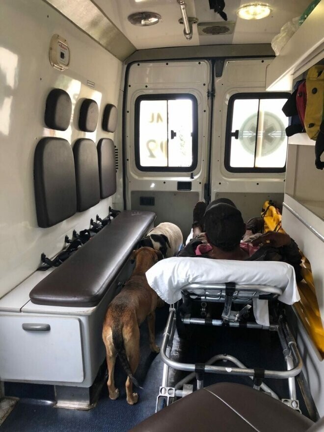 Верные собаки сопровождали хозяина в "скорой помощи"
