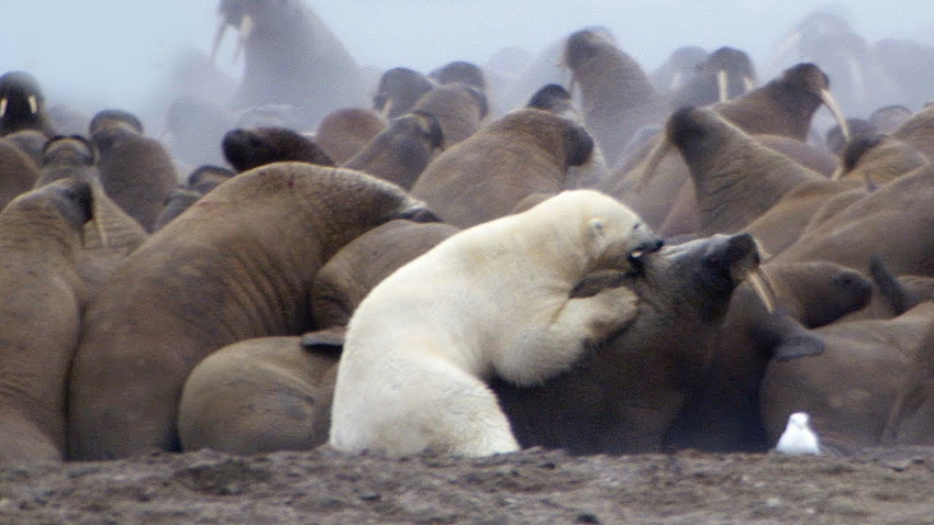 Белые медведи: Неочевидные факты. Охотится на моржей при помощи камней, продолжает род с бурыми медведями и невидим в тепловизор