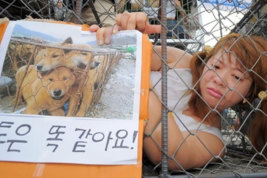Сочные нуреонги: почему в Корее едят собак