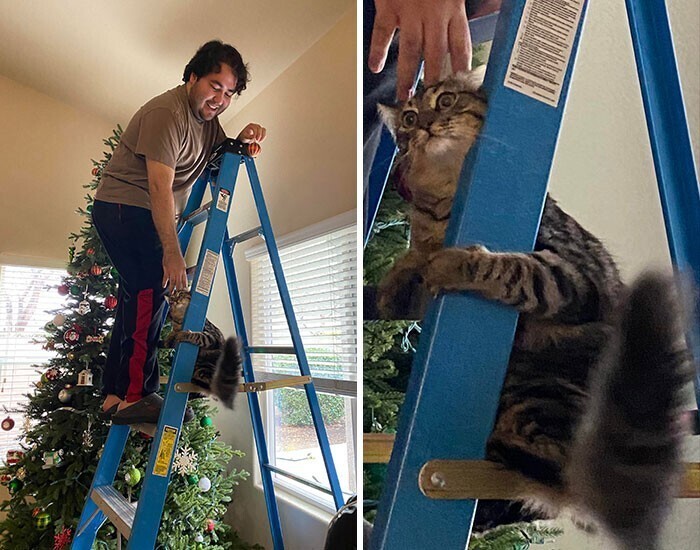 "Мой кот залез на лестницу, и сразу пожалел об этом"