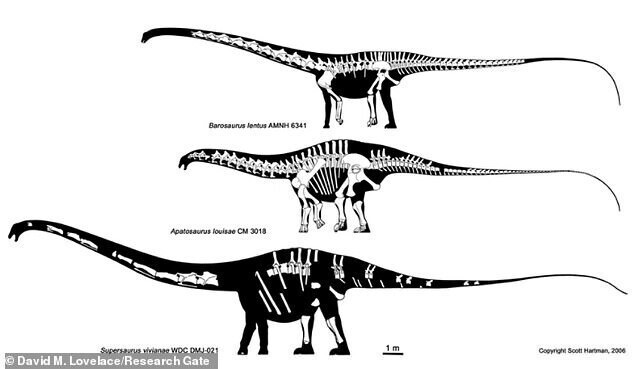 Ученые нашли самого большого динозавра