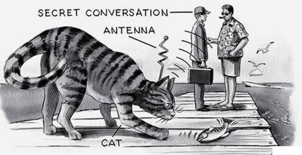 14. В ходе операции «Акустическая кошечка» 1960-х годов ЦРУ пыталось оснастить кошек радиопередатчиками, чтобы подслушивать разговоры граждан СССР. Это не сработало