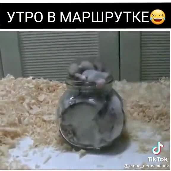 Смешные и&nbsp;добрые видео 