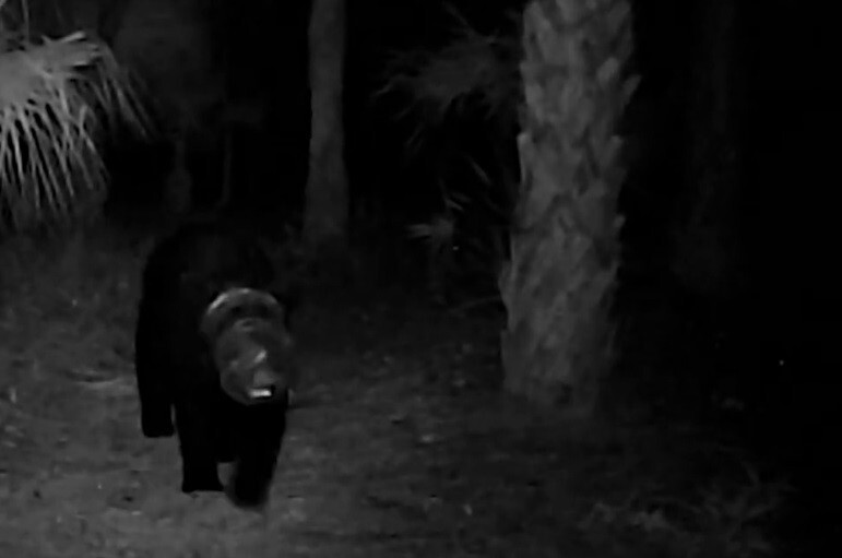 Пластмассовый мир проиграл: медведицу освободили из полиэтиленовых уз
