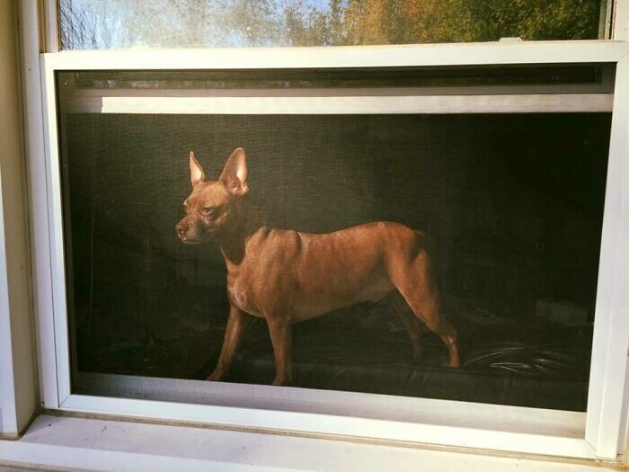1. "Сфотографировал своего пса через сетку на окне и получилась старая картина"