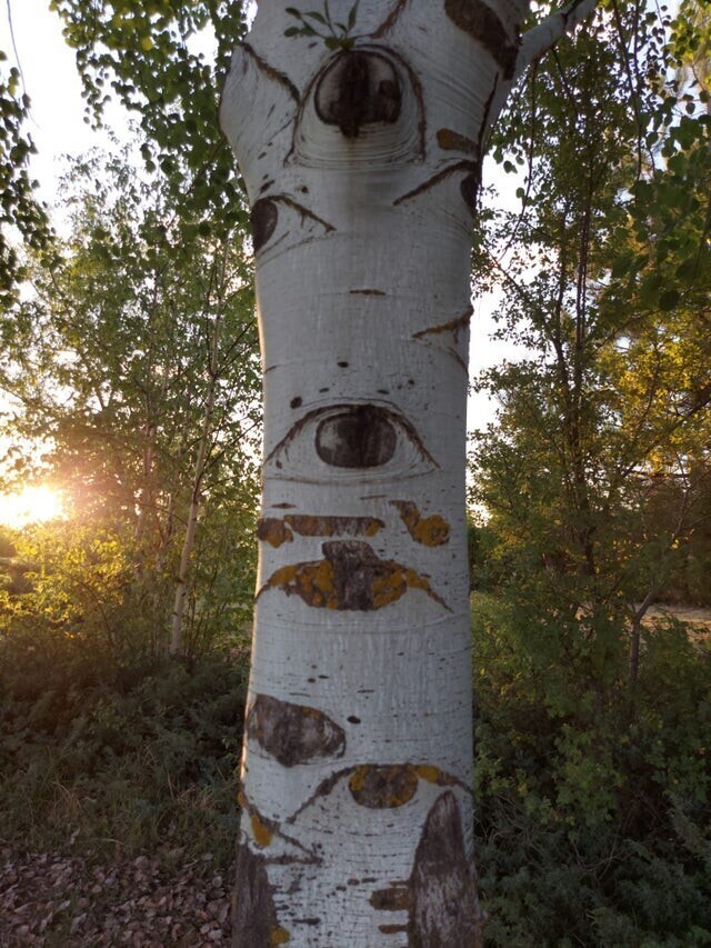 Дерево с глазами