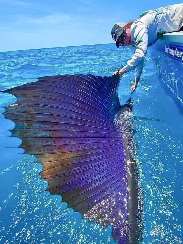Рыба-парусник - самая быстрая рыба в мире