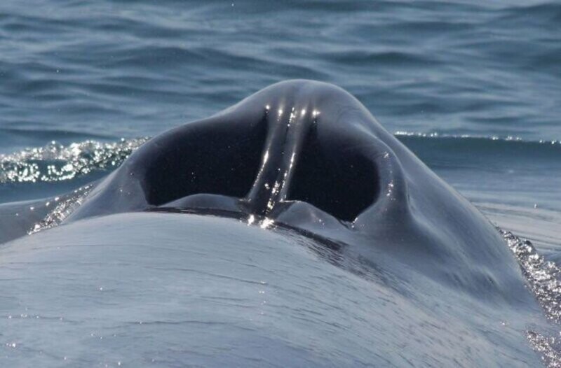 17. Мы много раз видели, как киты выпускают фонтаны брызг из дыхала, но никогда не видели дыхательного отверстия. А оно, между прочим, очень напоминает ноздри человека