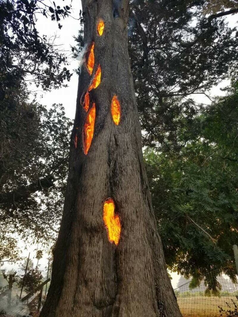 10. Дерево, горящее изнутри после попадания молнии