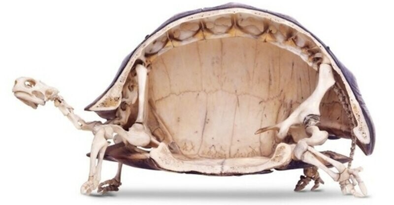 14. И скелет черепахи в разрезе