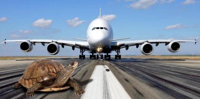 Взлётную полосу аэропорта Токио закрыли из-за черепах