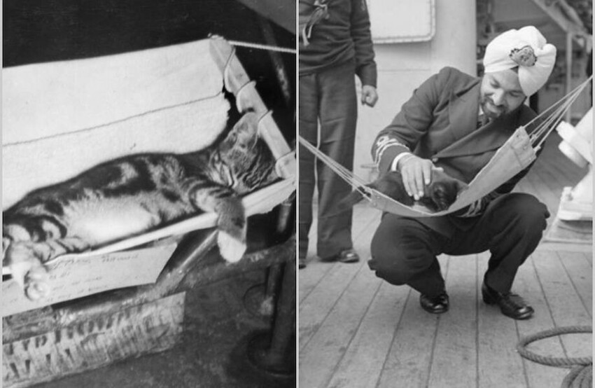 12 очаровательных снимков, когда кошки служили в ВМФ и плавали в море