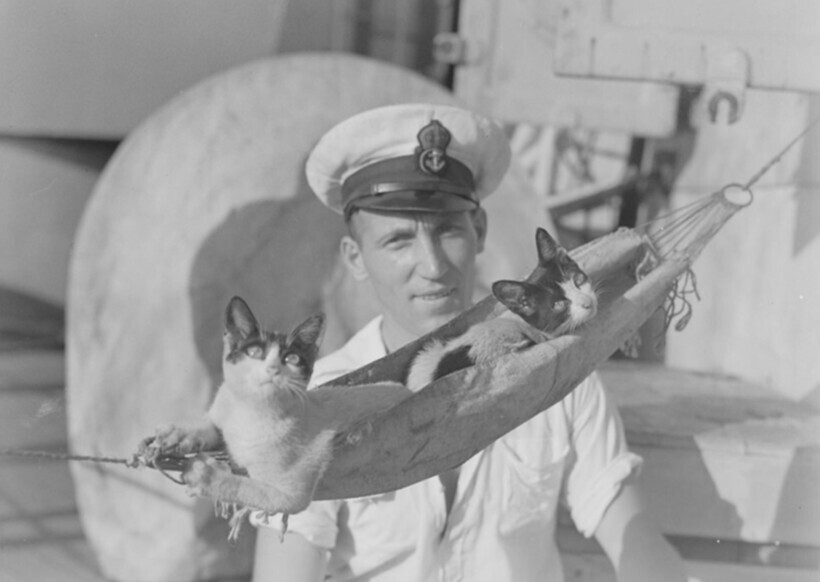 12 очаровательных снимков, когда кошки служили в ВМФ и плавали в море