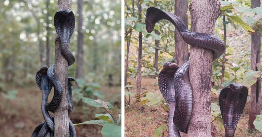 Необыкновенное зрелище: в Индии сразу три королевские кобры обвились вокруг дерева