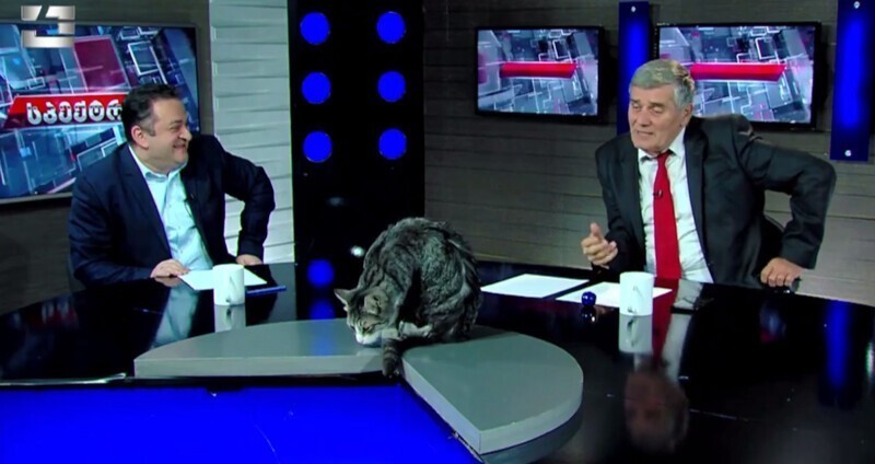 Пушистый специалист: кот прервал грузинскую политическую передачу