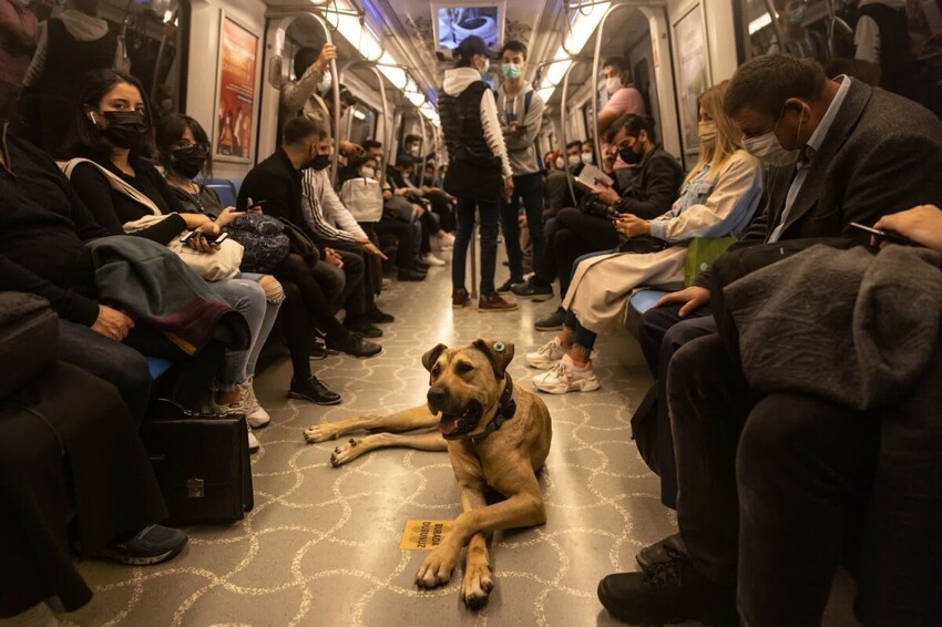 В Турции мужчина решил подставить знаменитого пса, подбросив фекалии в транспорте, но был рассекречен