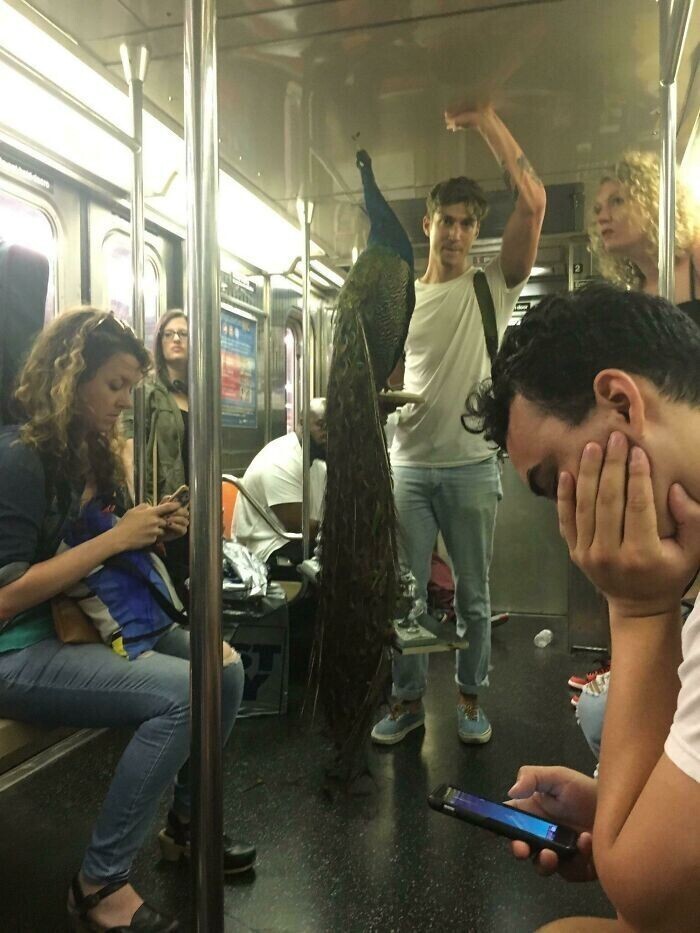 6. "Парень принес павлина в метро Нью-Йорка, но все продолжали пялиться в телефоны"