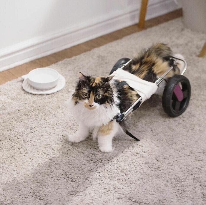 Кошка с парализованными лапами каждый день благодарит хозяйку за спасение