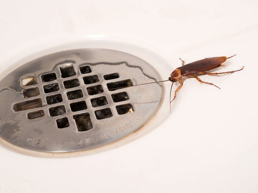 Почему тараканы такие неубиваемые? Секрет живучести вредителей